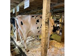 33-GENTIANE CABRIOLE DIXIE KONG BP-83 -2666