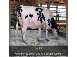 23-Idee Windbrook Lynzy VG-85-427