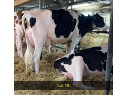 18-Goldstar Camaro Fern -247