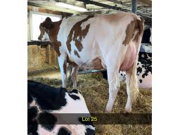 25-Eliane Ranger Red Beksy VG-85-2yr-6966
