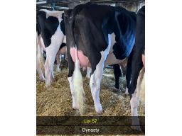 57-Boulet Dynasty Chatouille NC-0496