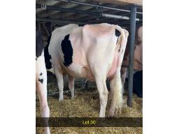 30-Weeksdale Unix Mango -553