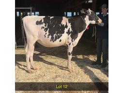 12-Weeksdale Master Adella -644