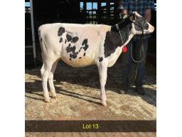 13-Weeksdale Avenger Linger-653