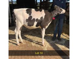 14-Weeksdale Avenger Leisure -654