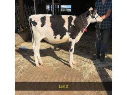 2-Weeksdale Master Calypso -655