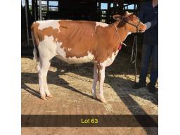 63-Pierstein Maximum Cutie -6315