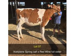 37-Weeksdale Sour Cherry -656