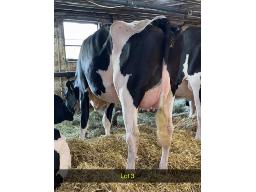 3-Pierstein Lambda Mamacita -8142