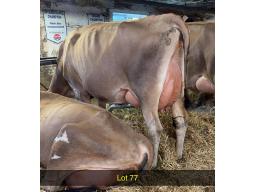 77-Weeksdale Victorious Hunay -562