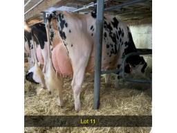 11-Knonaudale Door Aggie VG-88-4yr-1316