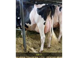 17-Sillsway Master Napa VG-88-4yr-908