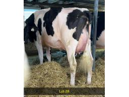 28-Weeksdale J Applause -571