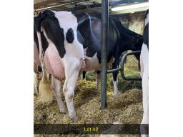 42-Florbil Delta Lambda Sage VG-88-3yr-765