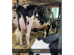 43-Jacobs Lambda Beverlyhills VG-85-2yr 3013