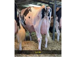 66-Pierstein Doorman Roma VG-87-3yr -4449
