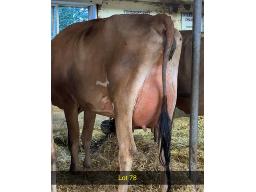 78-Weeksdale Touch Too Much -539