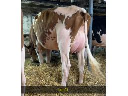 21-Garay Analyst Bermuda-Red GP-83-554