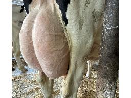 20-Alna Mirand Daisy TB-85 -0255