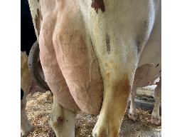 77-Alna Apoll Caddy EX-3E -3093