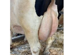 56-Alna Randall Selindra BP-83 -2406 MS: 86