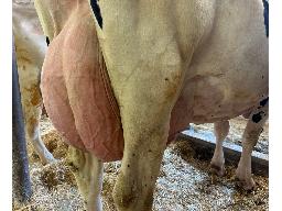 41-Alna DL Seamonie EX-90 PL:94 -0233