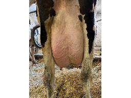 93-Alna Lilly Delta TB-88-4a -3083