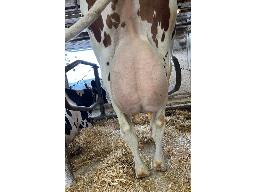 10-Alna Picasso Aryana BP-83 -2365