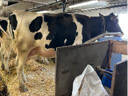 6-Alna Myth Assmine NC -9699