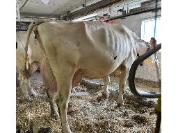 25-Alna Lautrust Haimilya TB-88-1* -3095