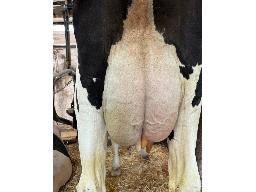 50- Alna DL Solane NC -9718