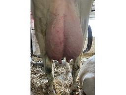 38-Alna Gator Hailstormy TB-85 -0295