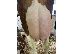 Alna Army Aika TB-85 