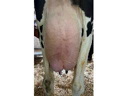 48-Alna Dumbledore Snorya TB-85 -0211