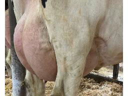 91-Alna Myth Keliah BP-81 -9710