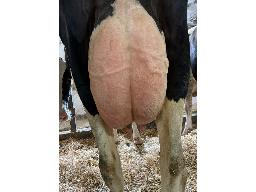 69-Alna Legend Mylene TB-85 -2400 MS: 87