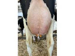 53-Alna Avenger Snoramy TB-88 SM: 89