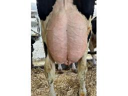 71-Alna Payday Romanne TB-87 -0290