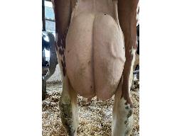 19-Alna Unstop Dilanya TB-88 -3040