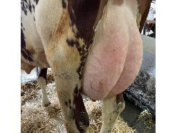 21-Alna Dilyana Swingman TB-87-3a -2346