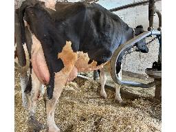 35-Alna Lautrust Hailodie TB-86-2a -3096