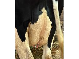 5-Alna Maestro Assmina TB-88 -0250