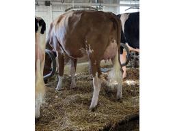 31-Gleann Alpha Beta GP-84