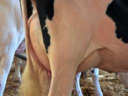 12-Gleann Jordy Relentless VG-2yr