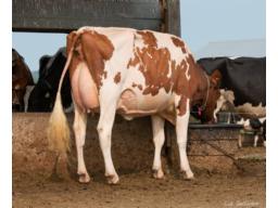13-Gleann Jordy Runaway VG-88-3yr