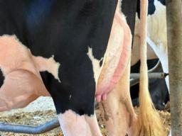 23-Gleann Tatoo Lively VG-86-2yr 