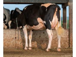 E1 Gleann Tatoo Lively x Direct or Master 