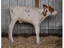 13A-Gleann Havetoo Rhyme 