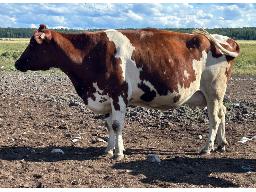 56-Lady In Red Dreamer Luxor TB-85 -7624