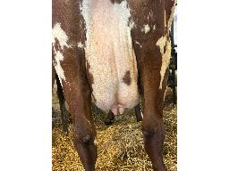 2-DUCRAN BIGTIME BELY TB-87 -207